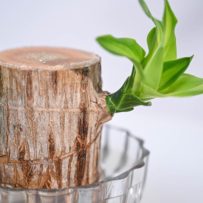 Lucky Brazil Wood Plant (Buy 1 get 1 free)