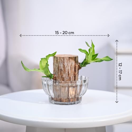 Lucky Brazil Wood Plant (Buy 1 get 1 free)