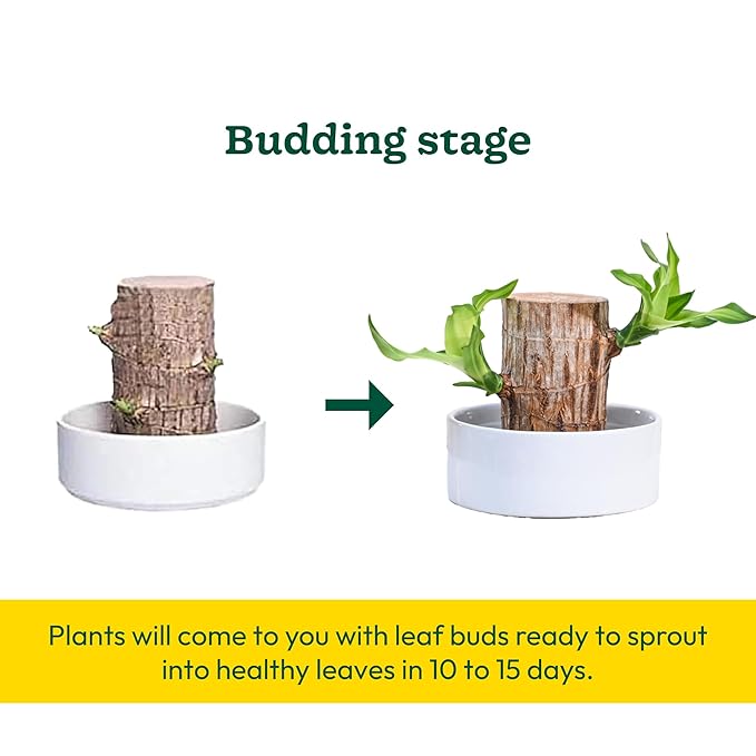 Lucky Brazil Wood Plant (Buy 1 get 1 free)