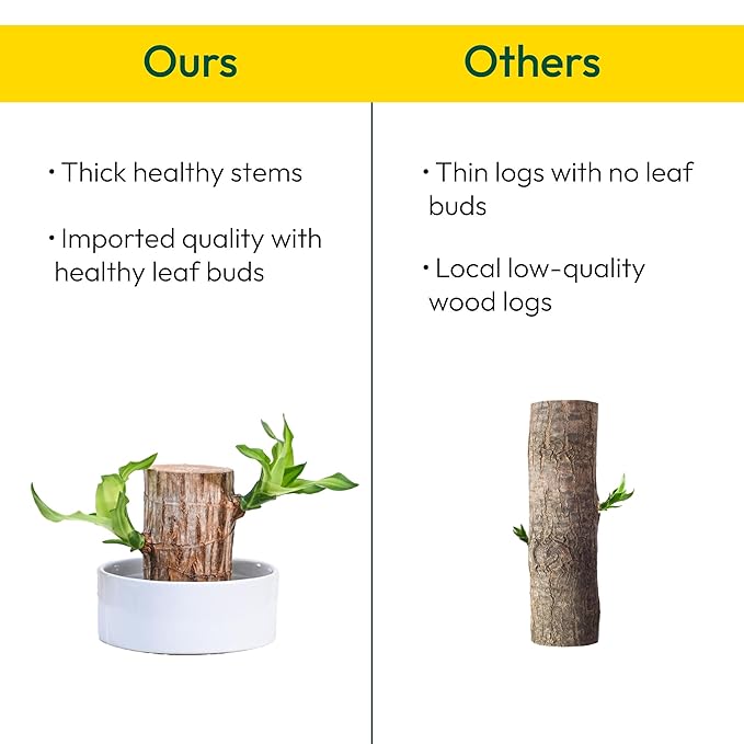 Lucky Brazil Wood Plant (Buy 1 get 1 free)