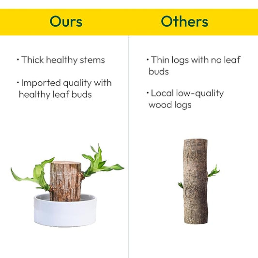 Lucky Brazil Wood Plant (Buy 1 get 1 free)